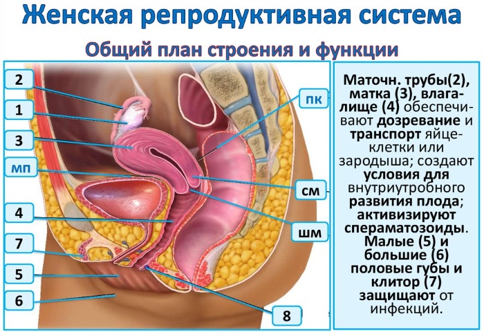 Kuidas suurendada meeste organite